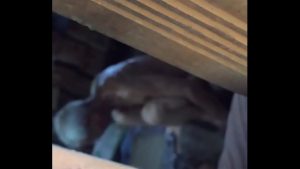 Cặp đôi già đầu chịch nhau vẫn rất hăng